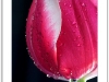 DRIPPING TULIP.jpg